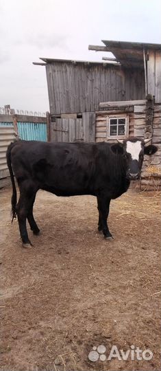 Продам тëлку