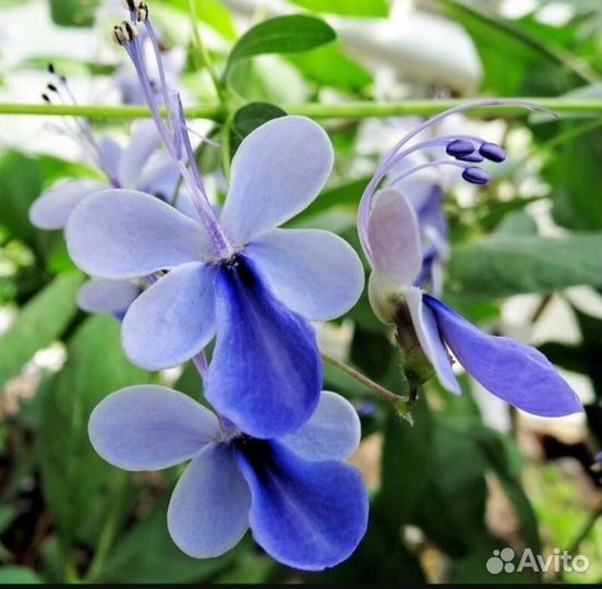 Брейния, клеродендрум