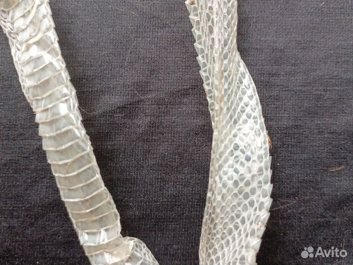 Кожа змеи после линьки