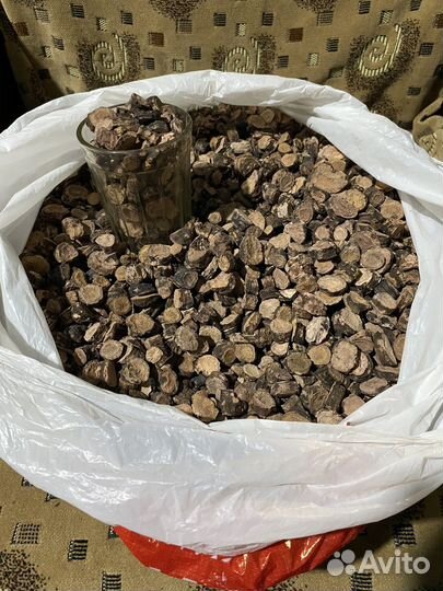 Змеиный горец, корень