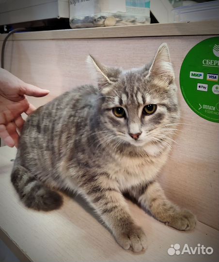 Котёнок в беде