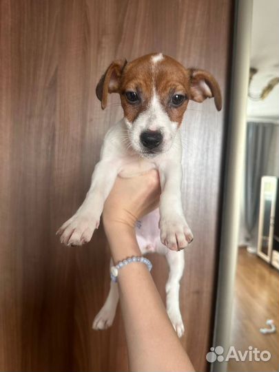 Щенок Джек Рассел терьер (девочка)