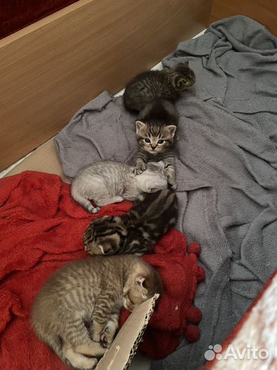 Шотландские котята