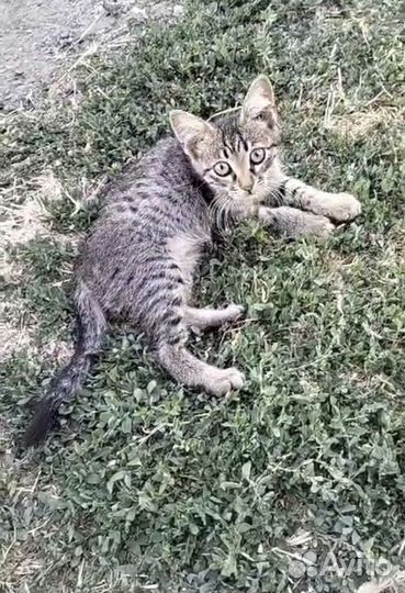 Котенок в добрые руки
