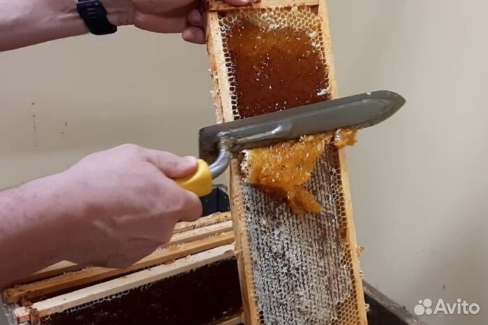 Мед Алтайский оптом