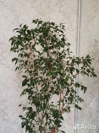 Фикус бенджамина большой, с кашпо