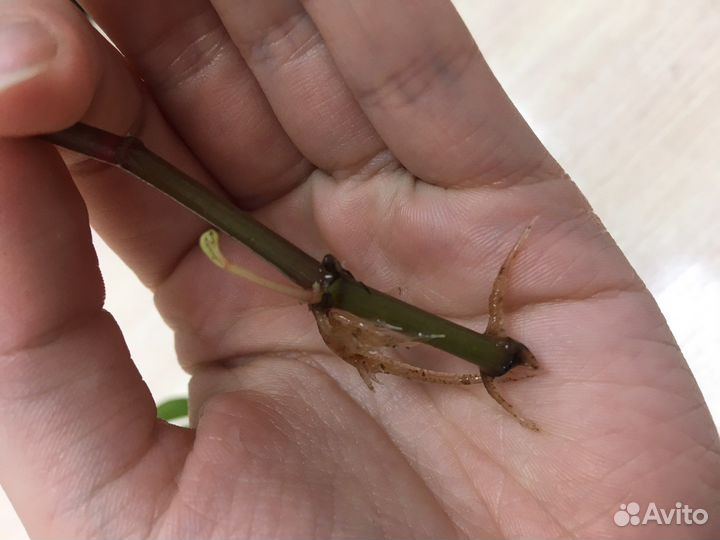 Пеперомия растение