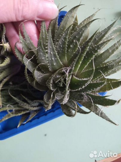 Кактус и суккулент