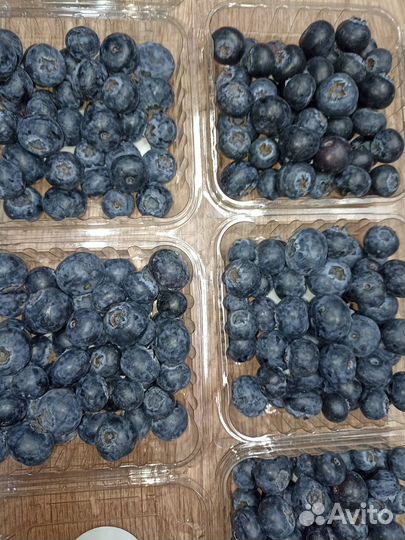 Клубника, ягода опт розница