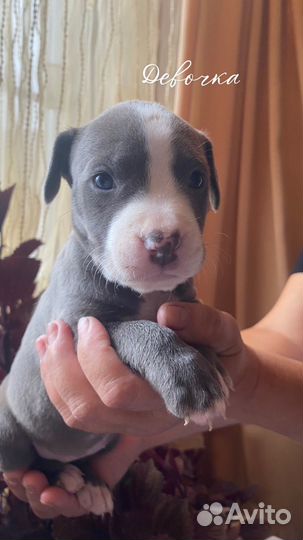 Американский Стаффордширский терьер