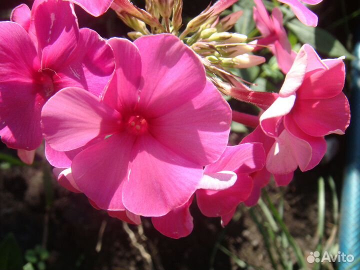 Рассада многолетних цветов