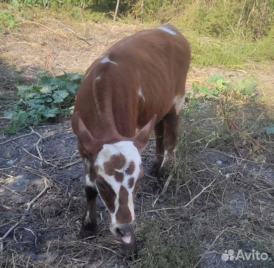 Бычок и телка