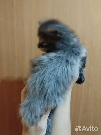 Котята мейн-кун