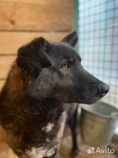 Собака в добрые руки отдам бесплатно