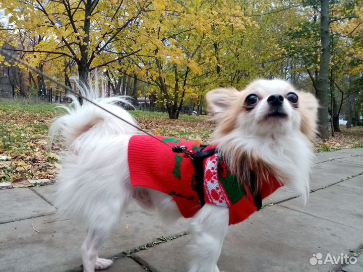 Чихуахуа вязка