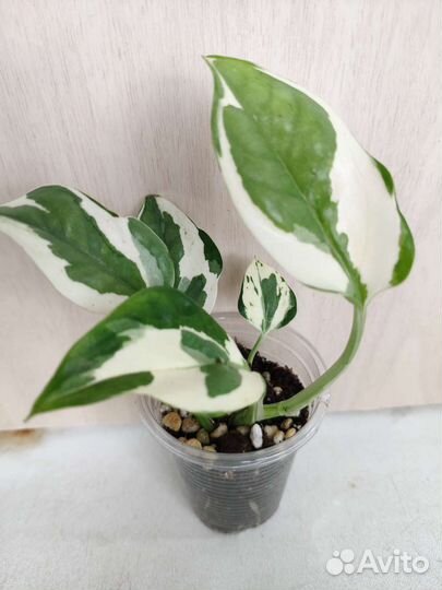 Укорененные растения 5