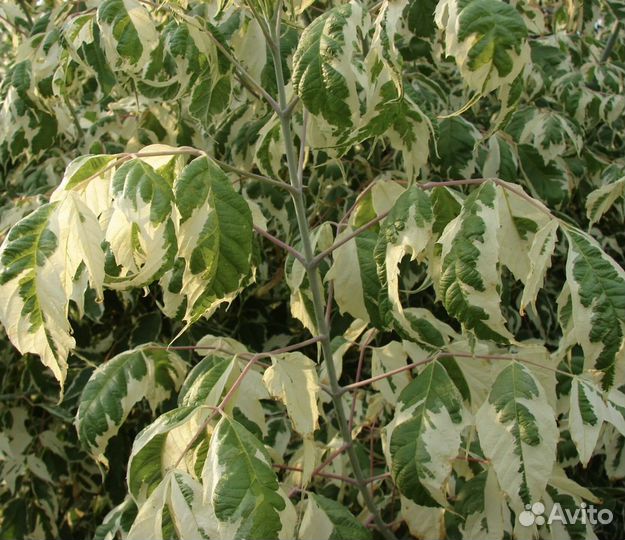 Клен Фламинго на штамбе