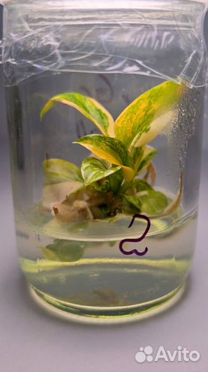 Филодендрон Конго Грин Марбл, клоники