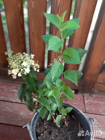 Гортензия метельчатая Скайфул