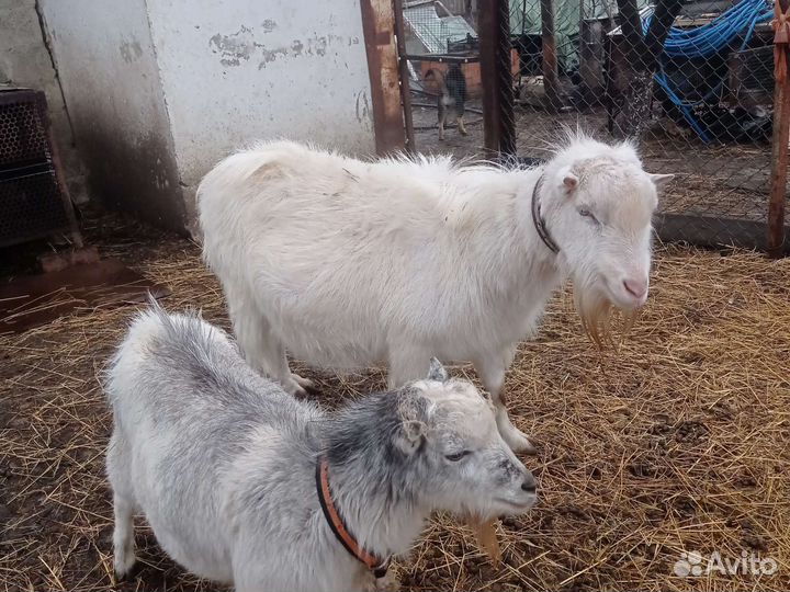 Козел ламанча