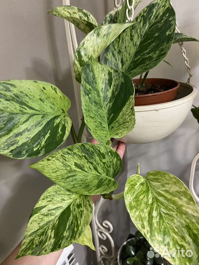 Сциндапсус Марбл Квин