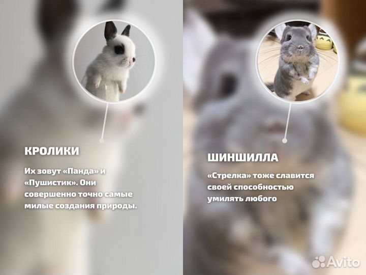 Аниматор на детский праздник Фокусник и зверюшки