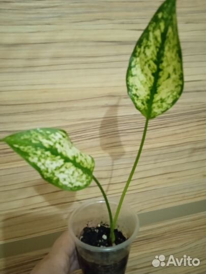 Филодендрон Розовая принцесса и другие