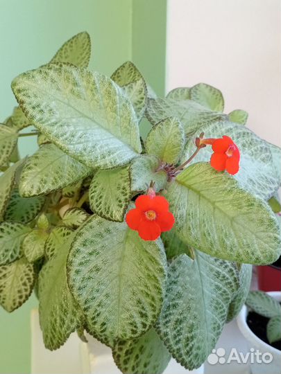 Эписция детка