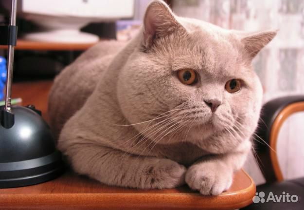 Шикарный лиловый котик Рамон