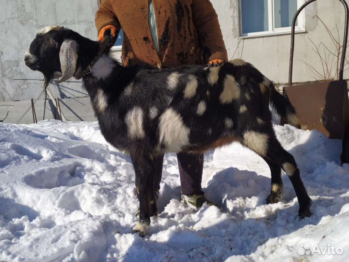Козлята, козлы
