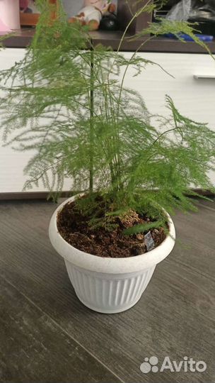 Комнатные цветы домашние. Есть крупномеры