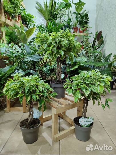Фикус бенджамина экзотика