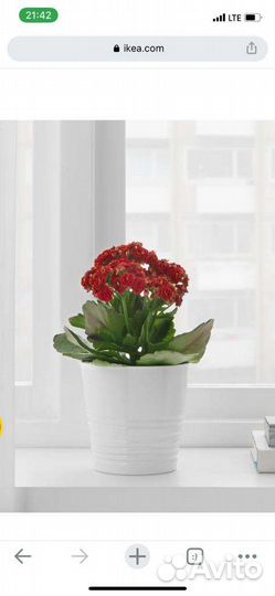 Кашпо керамическое persillade персилладе икеа IKEA