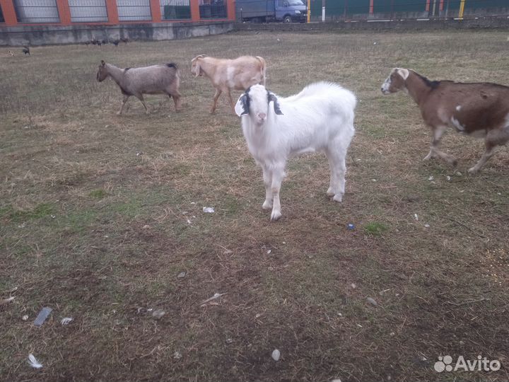 Нубийский козел