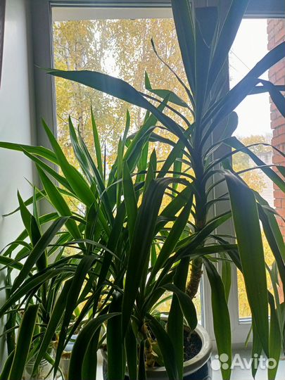 Пальма юкка