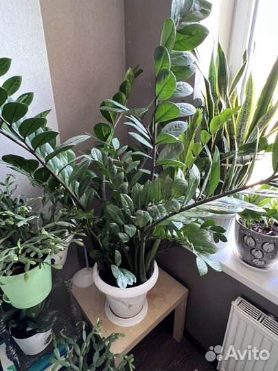 Замиокулькас 145 см от пола