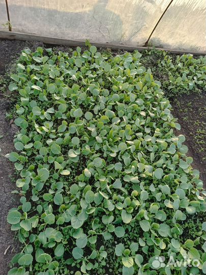 Рассада капуста ранняя