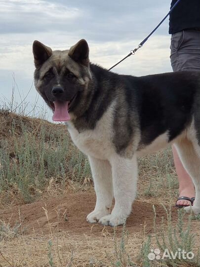 Американская акита