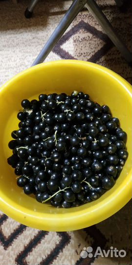 Черная смородина и вишня войлочная