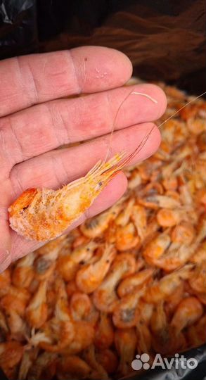 Черноморская креветка. Свежий вылов