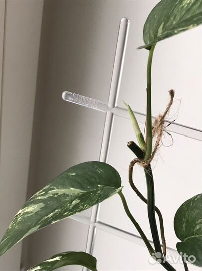 Эпипремнум пиннатум вайт