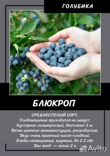 Голубика