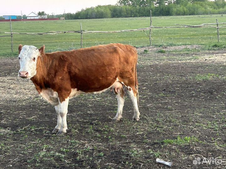 Коровы с телятами бык