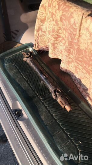 Карданиус бонгиус