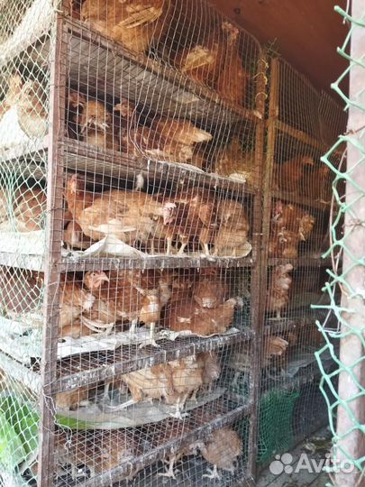 Куры несушки