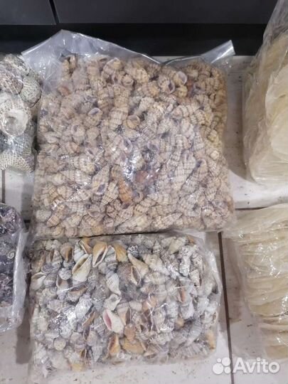 Морские ракушки для декора