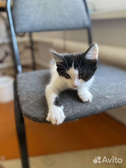 Котенок Плюша девочка ласкуша