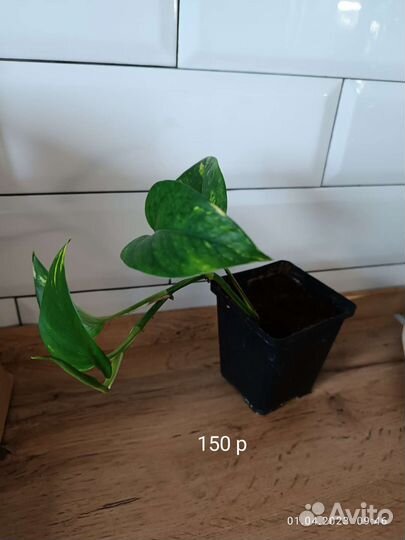 Сциндапсус