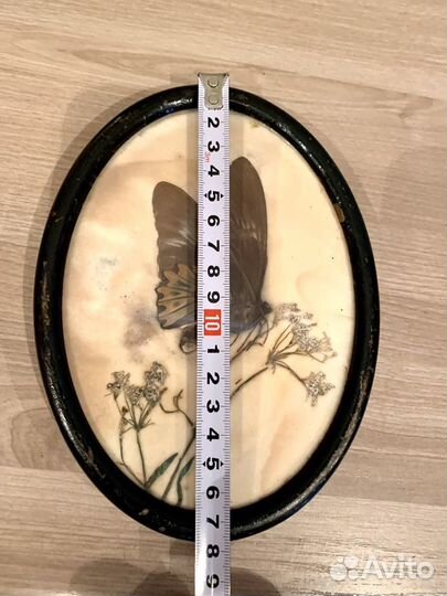 Панно картина раритет бабочка засушенная