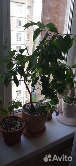 Уайтфельдия, брунфельсия